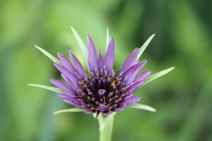 野菜を食べない人が摂取すべきサプリは？