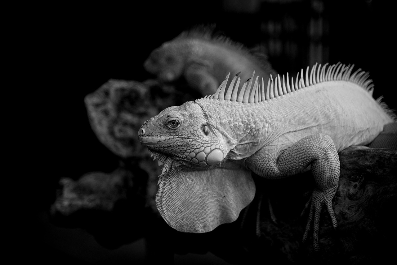 メタボ対策に最適なサプリのおすすめは？