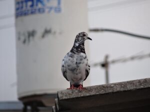 DASH食で減塩を続かない人のための効果的な対策は？