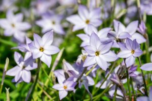 青汁の効果を実感するまでの期間はどのくらい？