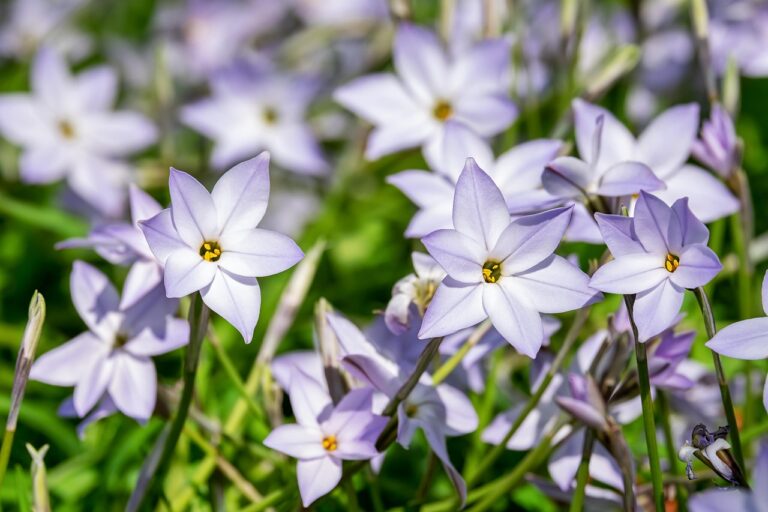 青汁の効果を実感するまでの期間はどのくらい？