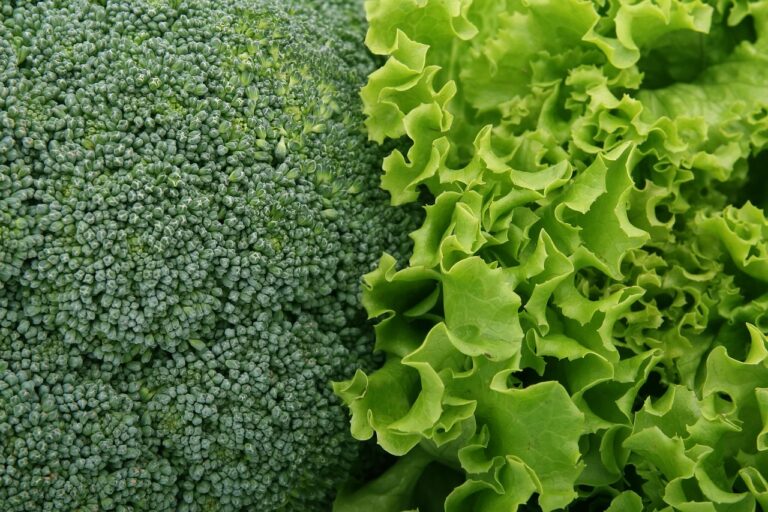 青汁で解消！野菜不足の原因とは？