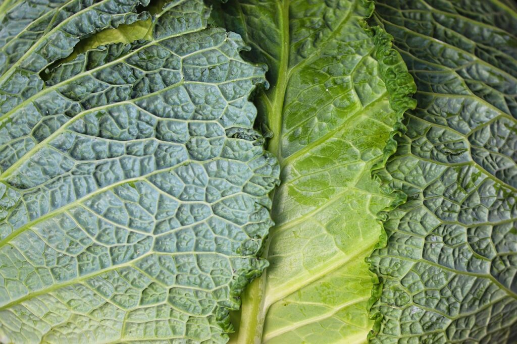 青汁で野菜不足を解消する方法は？