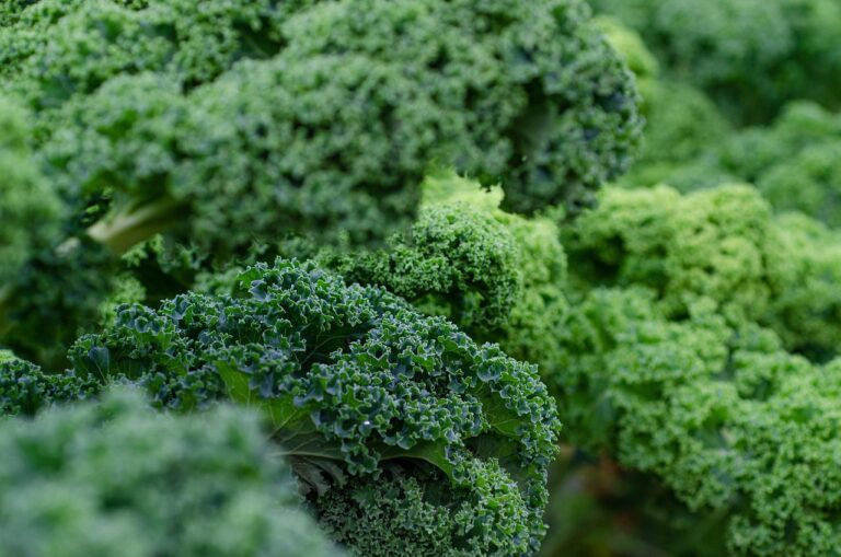 青汁で野菜不足を解消する方法は？
