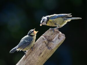 青汁の副作用にはどんな注意点がある？