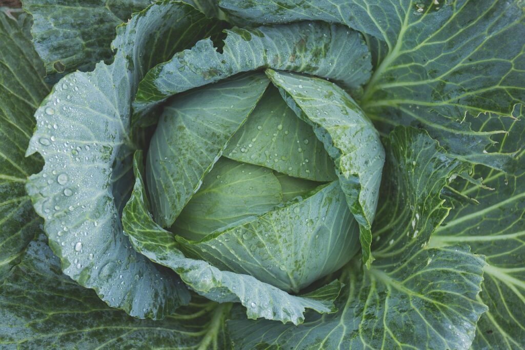 青汁の代用に使える野菜は何がある？