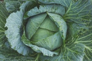 青汁の代用に使える野菜は何がある？